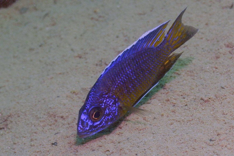 Aulonocara stuartgranti 'Nkhata Bay'